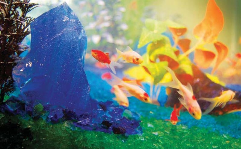 Aquariums preview 2